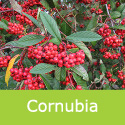 Bare Root Cornubia Cotoneaster Tree, EVERGREEN + AWARD + DROUGHT RESISTENT + SMALL + COAST **FREE UK MAINLAND DELIVERY + FREE 100% TREE WARRANTY**